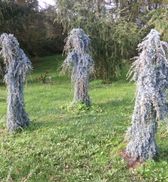 Cedrus libani ‘Blue Fountain’