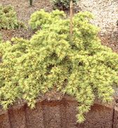 Cedrus deodara ‘Anny’s Dwarf’