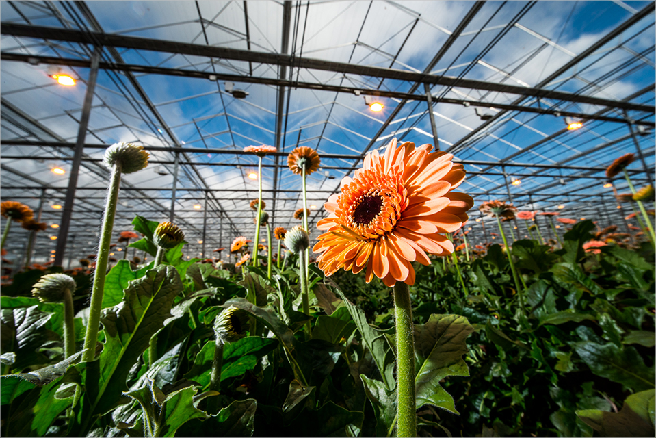 agrosector agro fotografie zakelijke fotografie