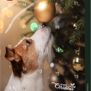 Trixie adventskalender premio - Hond 