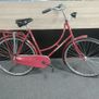 Pointer Glorie D57 Rood RN