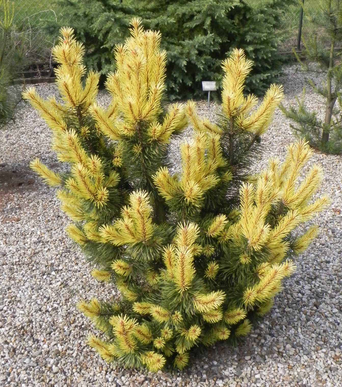 Pinus contorta Taylor's Sunburst.jpg