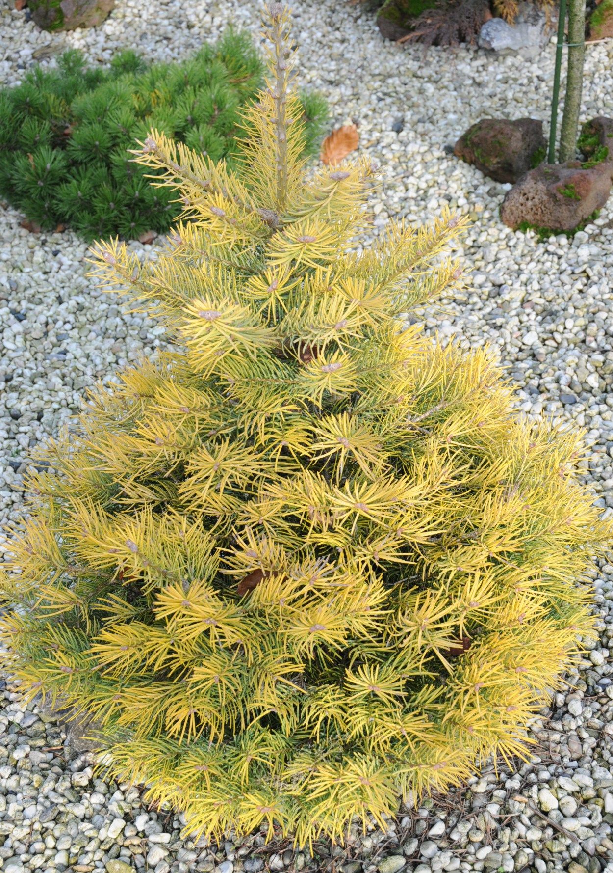 Abies concolor 'Viona'.JPG