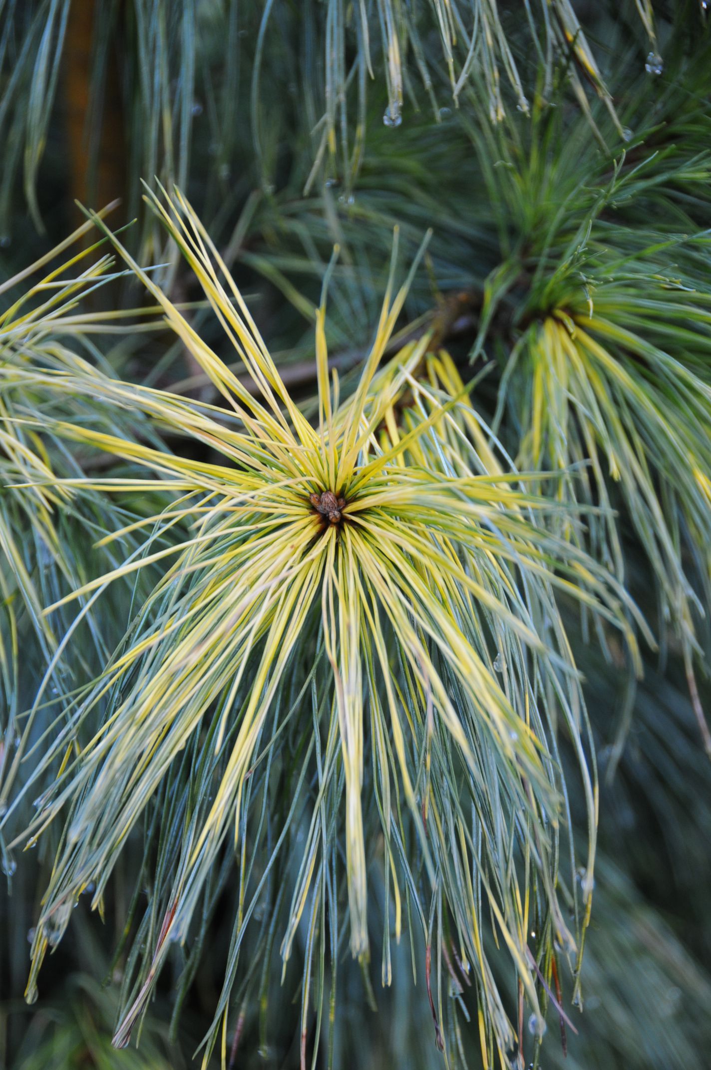 Coverfoto Pinus strobus 'Golden Candle'.JPG