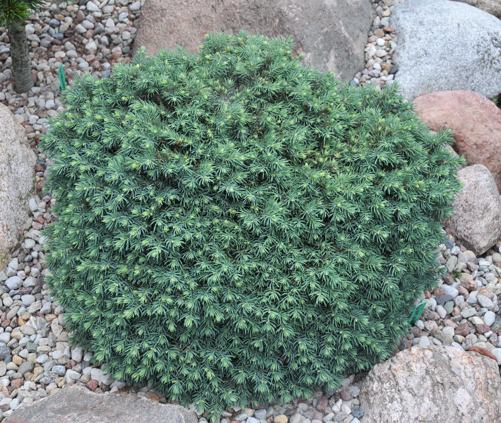 Picea pungens 'Frieda'.JPG