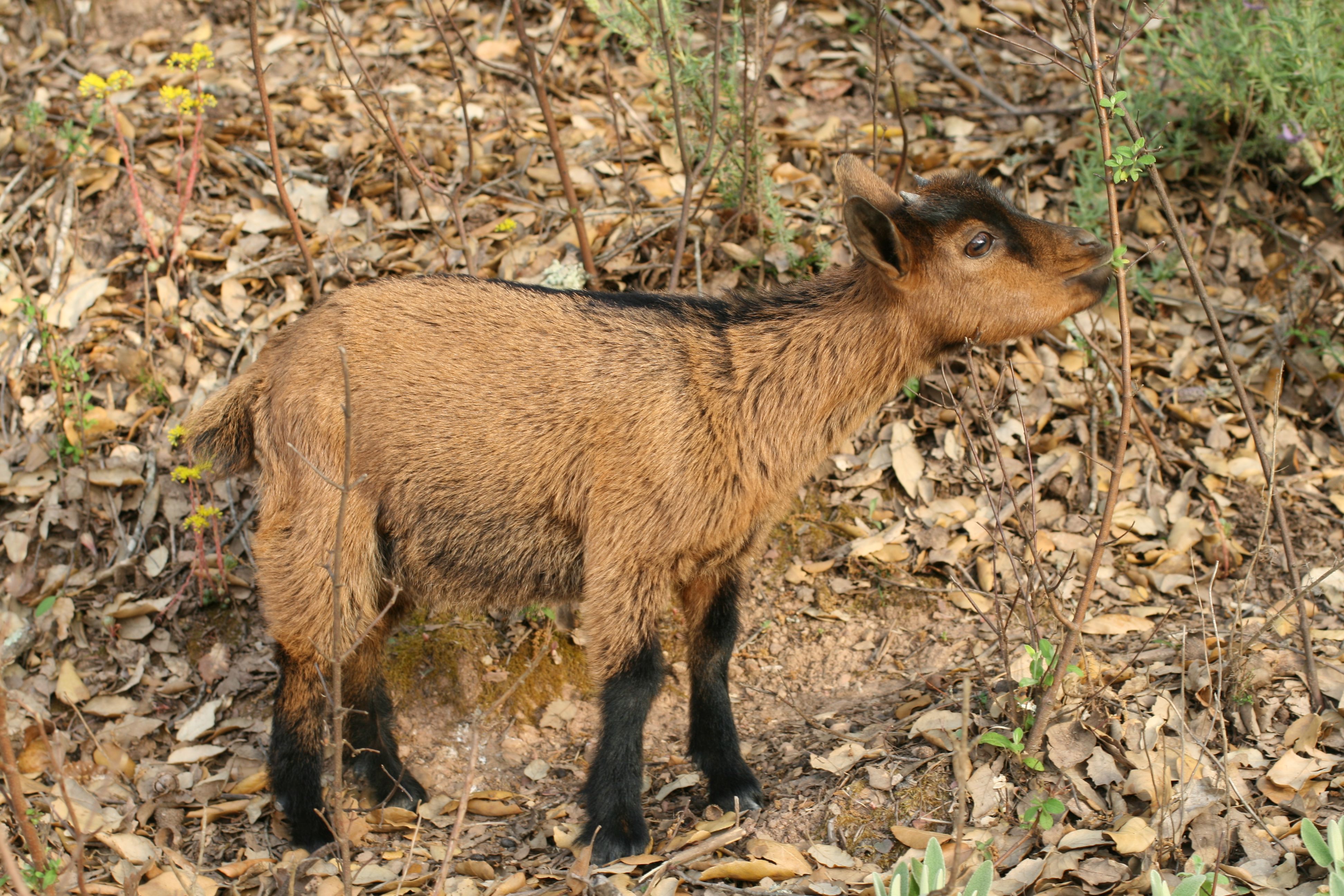 African_dwarf_goat_baby.JPG