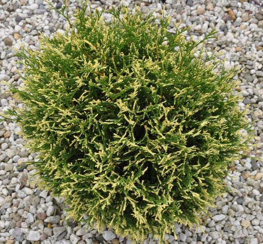 Thuja occidentalis &#039;Piccadilly&#039;