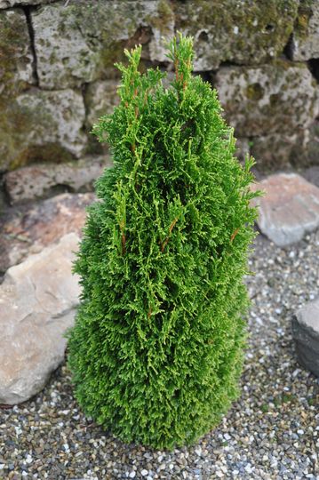 Thuja occidentalis &#039;Maks&#039;