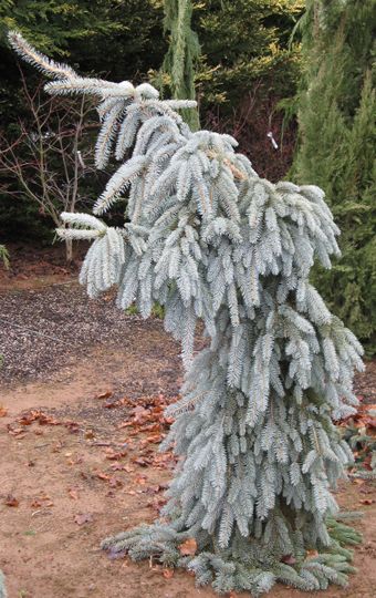 Picea pungens &#039;The Blues&#039;