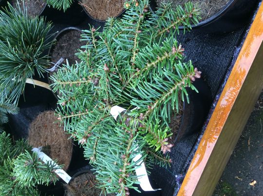 Abies balsamea &#039;Bruces Variegated&#039;