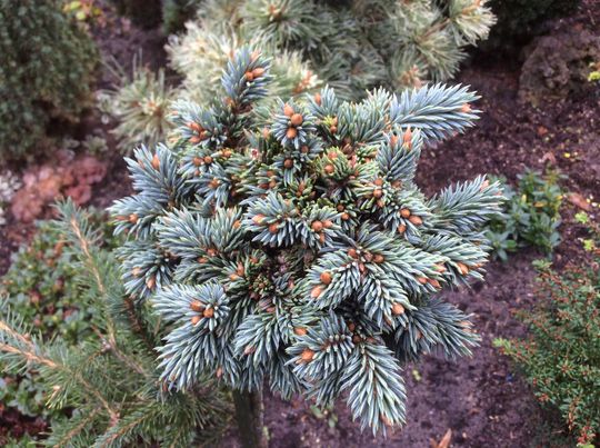 Picea pungens ‘Mseno’