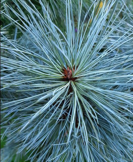 Pinus peuce ‘Pacific Blue’