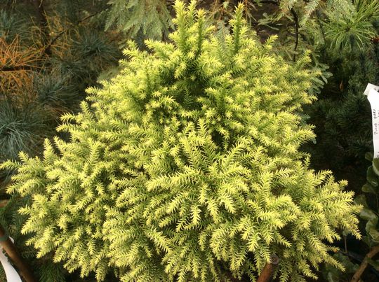 Cryptomeria japonica &#039;Vilmorin Gold&#039;