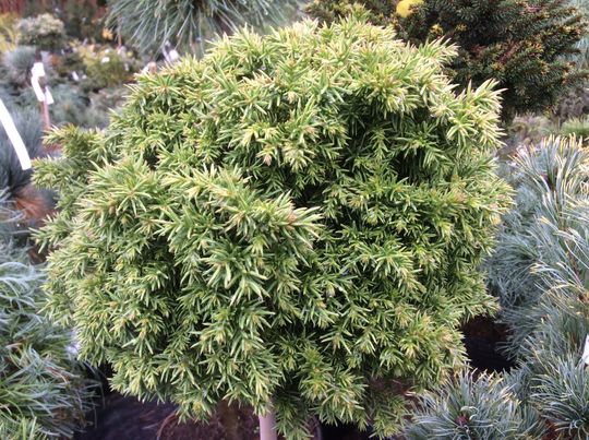 Cryptomeria japonica ‘Peve Ten’