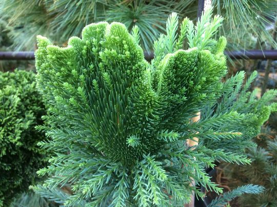 Cryptomeria japonica &#039;Cristata&#039;