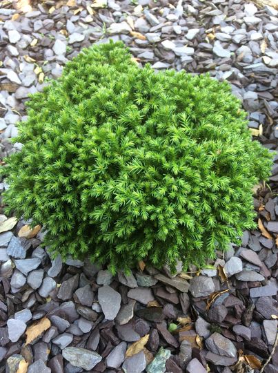 Cryptomeria japonica &#039;Green Pearl&#039;