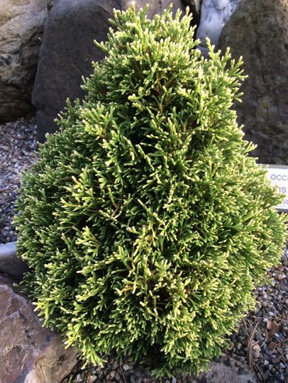 Thuja occidentalis &#039;Elegant Gem&#039;