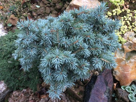 Picea pungens &#039;Porcupine&#039;