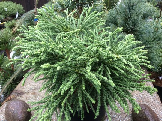Cryptomeria japonica ‘Little Sonja’