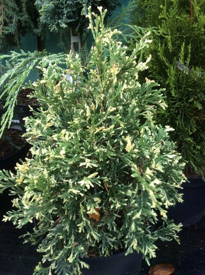 Thuja occidentalis ‘Heartland Snow’