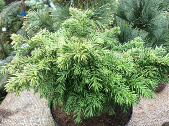 Cryptomeria japonica ‘Henksgarden Zan’