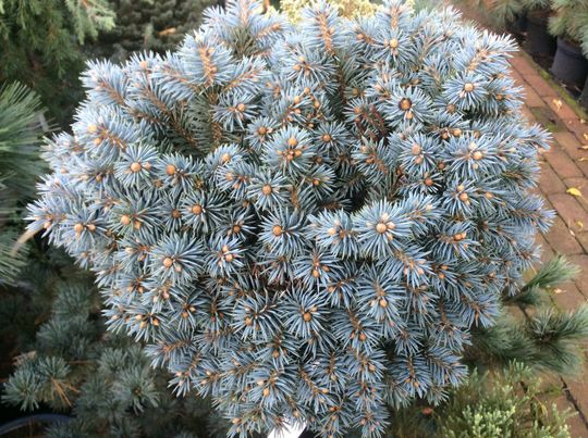 Picea pungens &#039;Fat Albert&#039;