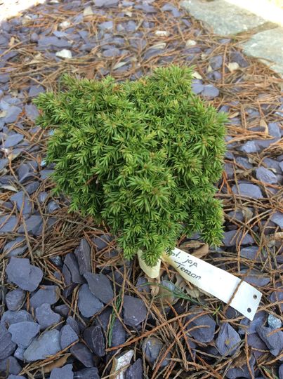 Cryptomeria japonica &#039;Tenzan&#039;