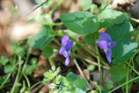 De lente hangt in de lucht! 