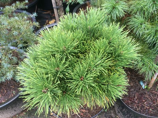 Pinus thunbergii ‘Herb Kelly Dwarf’