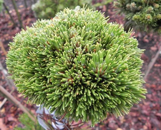 Pinus x pseudopumilio ‘Tecka’