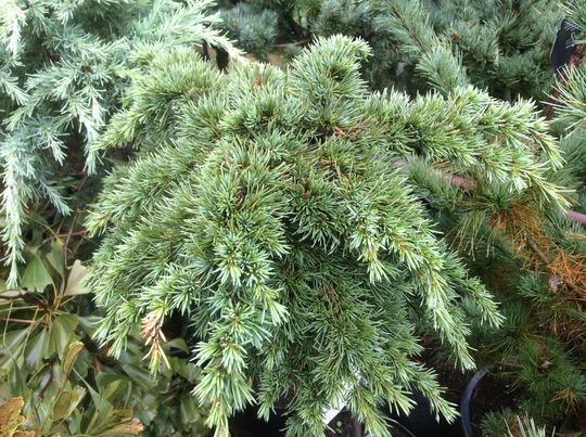 Cedrus libani ‘Homepark’