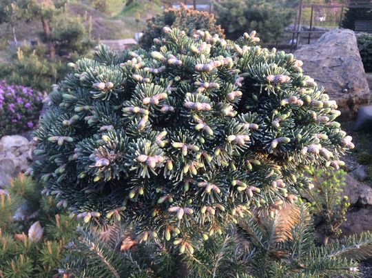 Abies lasiocarpa &#039;Jorg&#039;