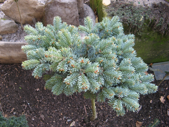 Abies lasiocarpa &#039;Cvikov&#039;