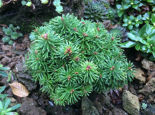 Abies lasiocarpa &#039;Du-Flon&#039;