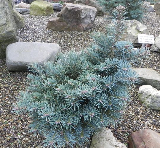 Abies concolor ‘Conica WB’