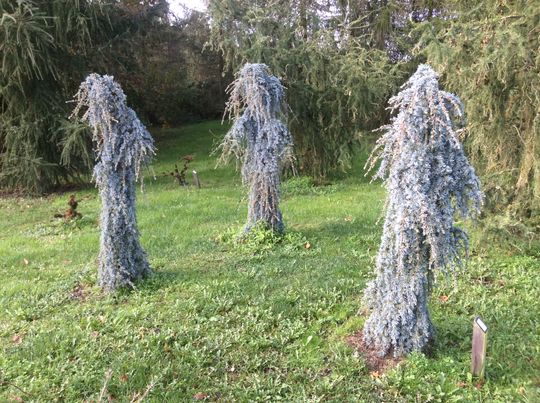 Cedrus libani ‘Blue Fountain’