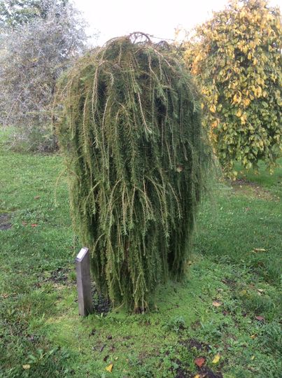 Larix decidua ‘Puli’