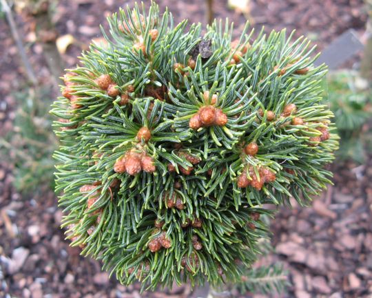 Abies lasiocarpa ‘Hans Christa’