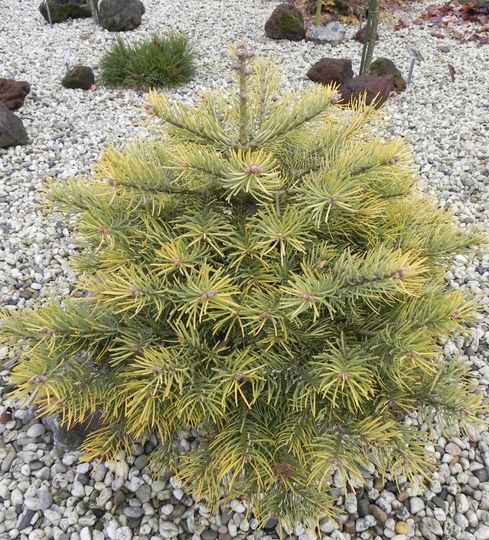 Abies concolor &#039;Viona&#039;