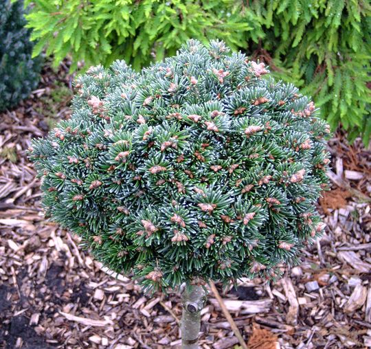 Abies lasiocarpa ‘Logan Pass’