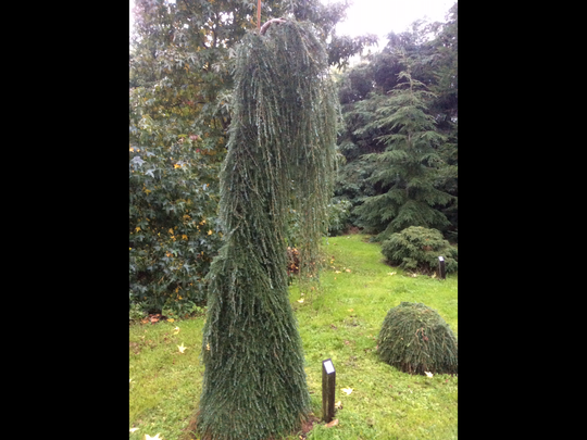 Tsuga heterophylla ‘Thorsen’s Weeping’