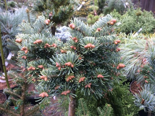 Abies lasiocarpa ‘Utah’