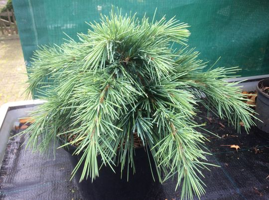 Cedrus libani ‘Hedgehog’