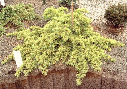 Cedrus deodara ‘Anny’s Dwarf’