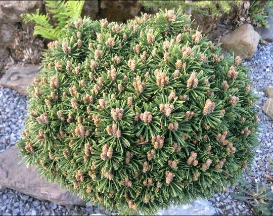 Pinus x pseudopumilio ‘Uschi’