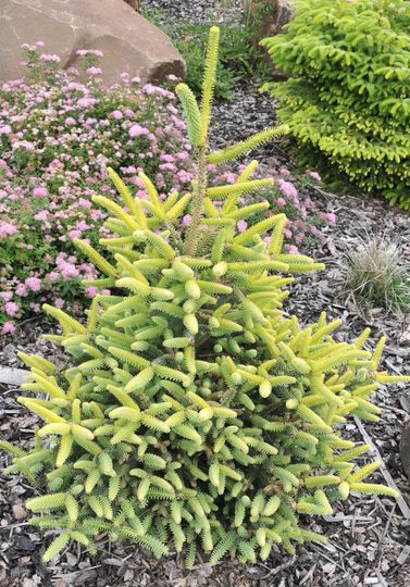 Abies pinsapo ‘Aurea’