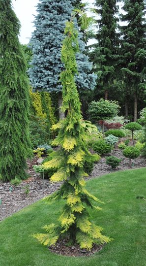 Chamaecyparis lawsoniana ‘Filip ‘s Golden Tears’