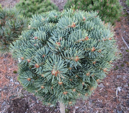 Abies concolor ‘Sourex Hexe’