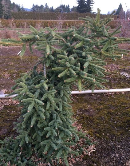 Abies pinsapo ‘Pendula’