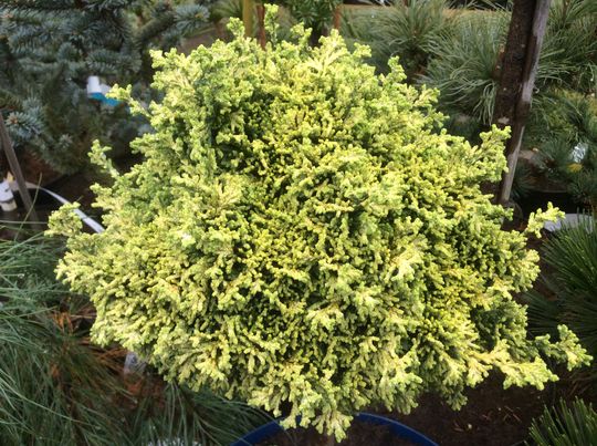 Chamaecyparis lawsoniana ‘Bregeon Jaune’